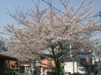 見事な桜ですね!