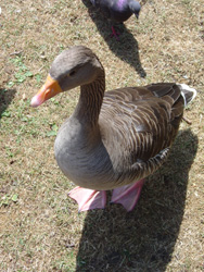 DSC00115_1.JPG