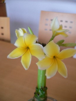 ＲＡＩＮＢＯＷ