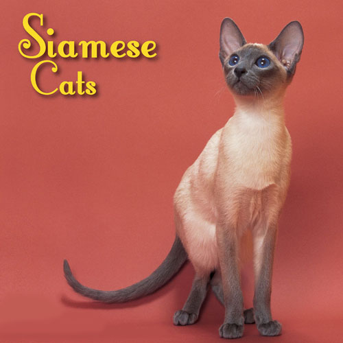 シャム－サイアミーズ【Siamese】 | ねこぶろ - 楽天ブログ