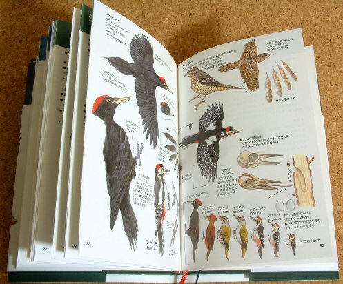 「鳥類図鑑」買ってみました。－イラストによる本格図鑑－ | トリこれくと! - 楽天ブログ