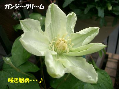 CIMG3950_g1.JPG