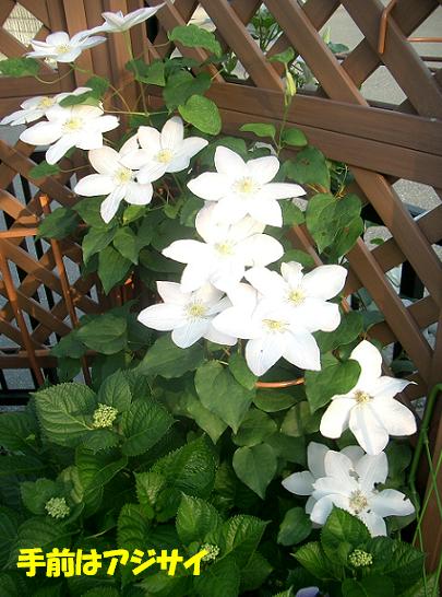 CIMG4453_1.JPG