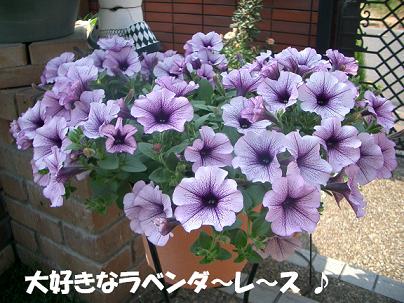 CIMG4359_a.JPG