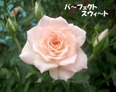 CIMG5768_3.JPG