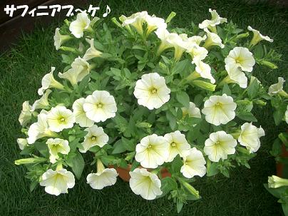 CIMG4109_sahuinia.JPG