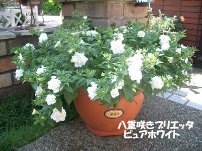 CIMG4665_buri1.JPG