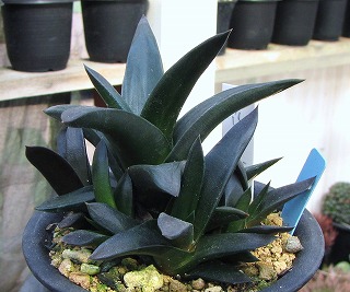 ハオルチア ソルディダ交配 Black Label- 2024/10/05 今回は♂ソルディダ交配です