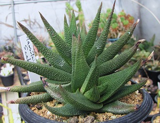 渋好みのハオルチア・スカプラとソルディダ | ☆ガマンマの ニク