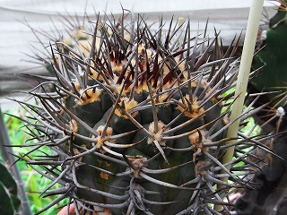 ギムノの強刺種 | ☆ガマンマの ニク・サボ栽培☆ - 楽天ブログ