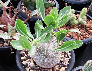 葉を落し始めた恵比寿大黒 | ☆ガマンマの ニク・サボ栽培