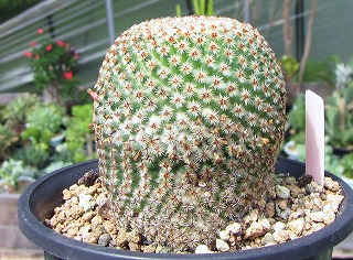 マミラリア・クルシゲラ | ☆ガマンマの ニク・サボ栽培