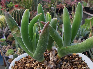 ハリー　多肉植物　❁︎錦司晃錦　未発根 レーマニー錦 根は出るのかな？｜🍀GreenSnap（グリーンスナップ）