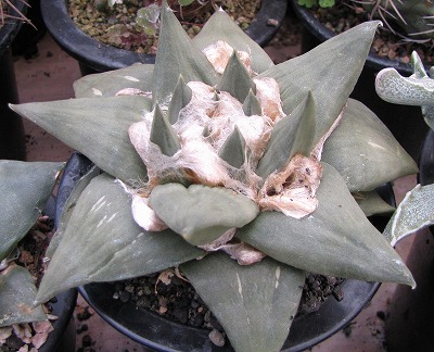 玉牡丹　実生 LB牡丹玉実生と麗陀丸白斑と緋牡丹錦 | ☆ガマンマの ニク・サボ