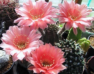 超美花のサボテンたち | ☆ガマンマの ニク・サボ栽培☆ - 楽天ブログ