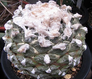 大疣連山 - 実生 Yahoo!オークション -「大疣連山」(サボテン) (観葉植物)の落札