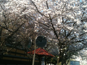 川端新門前の桜