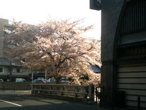 ゆうさい橋の桜