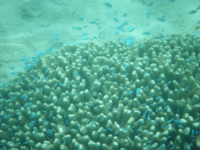 枝状サンゴに群れる、デバスズメダイ（スズメダイ科）。少し離れてみると、枝状サンゴのかたまり全体が、「生き物」みたいに感じられる。