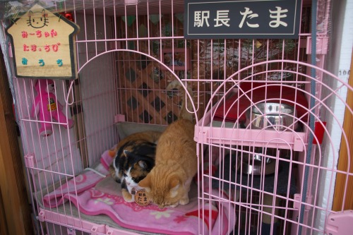 Tama Station Master Cats Home