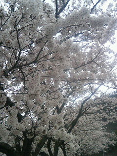 花見