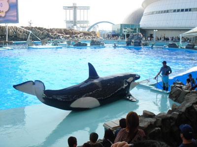 名古屋港水族館のクーちゃんに会う | 跳ねるもの飛ぶもの走るものの