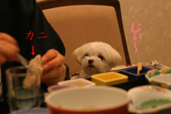 12-16カニ1.jpg