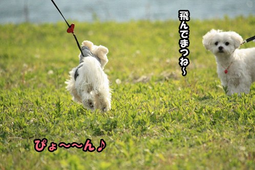 5-12-ぴょ~ん.jpg