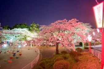 第49回 日立さくらまつり 日立市 袋田 思い出浪漫館 奥久慈だより 楽天ブログ