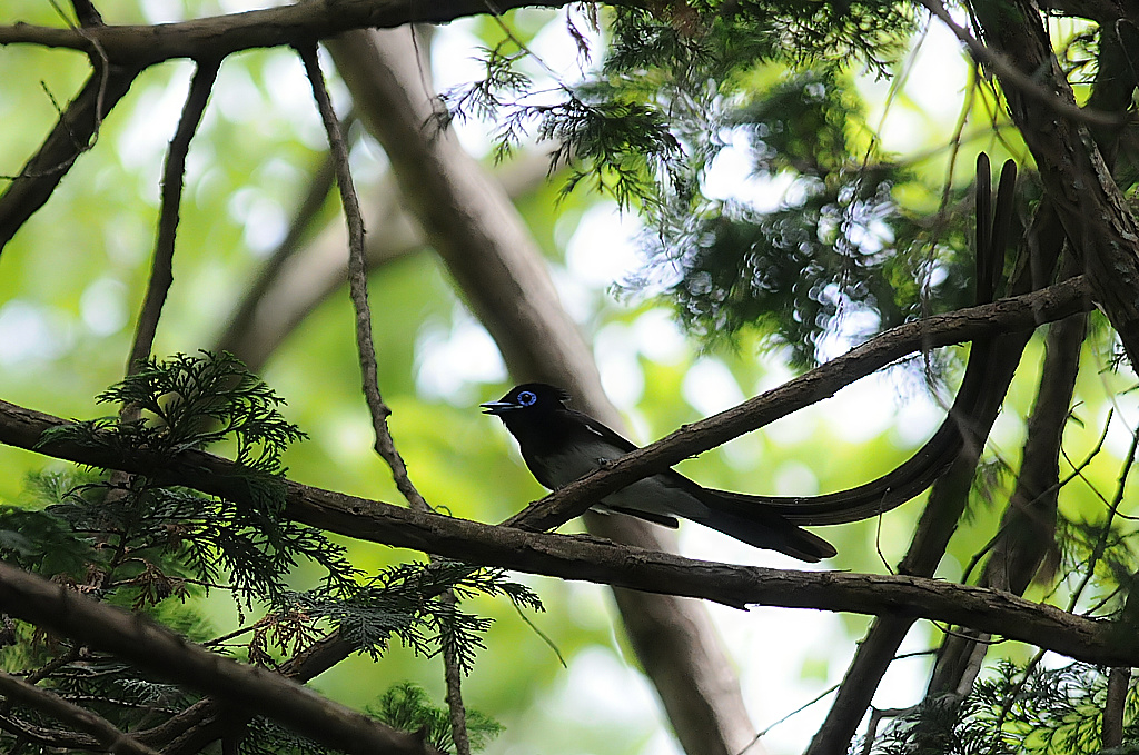 到来！サンコウチョウ＋夏鳥 | 鳥撮り夫婦の 野鳥 写真 ブログ ( Bird Photo & Blog by Birder Couple ) -  楽天ブログ