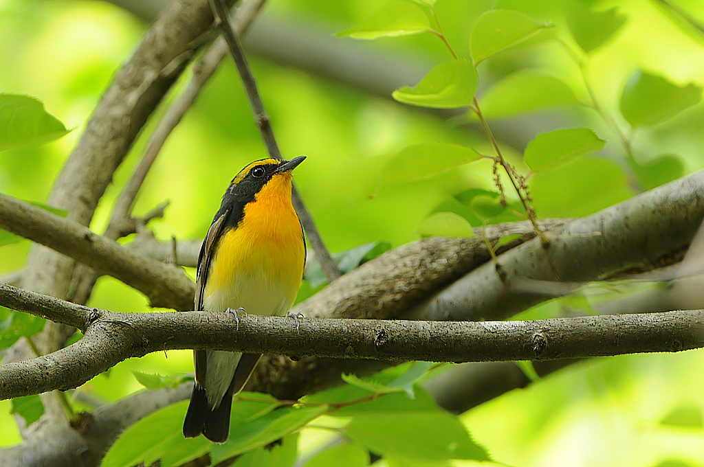 到来！サンコウチョウ＋夏鳥 | 鳥撮り夫婦の 野鳥 写真 ブログ ( Bird Photo & Blog by Birder Couple ) -  楽天ブログ