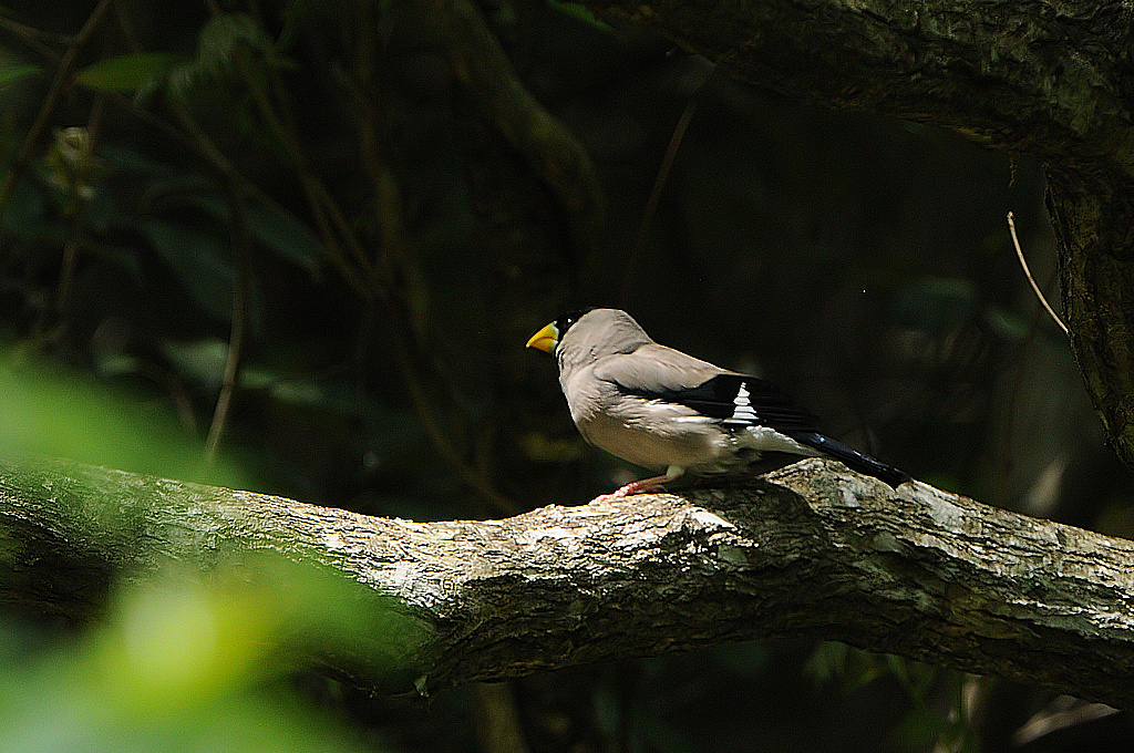 到来！サンコウチョウ＋夏鳥 | 鳥撮り夫婦の 野鳥 写真 ブログ ( Bird Photo & Blog by Birder Couple ) -  楽天ブログ