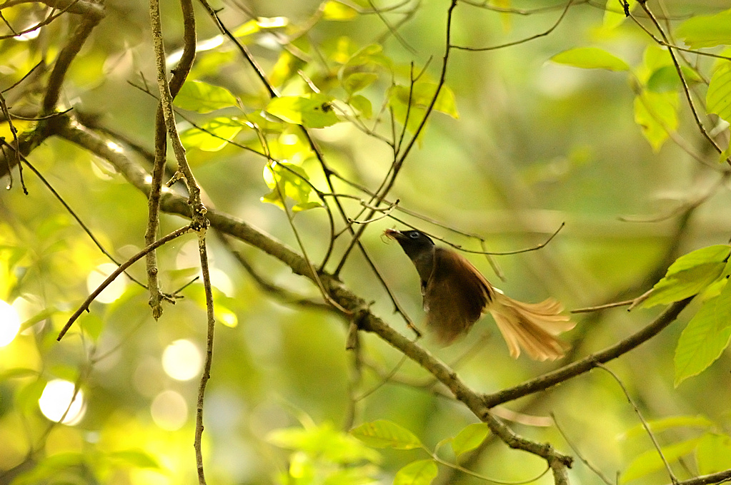 新】サンコウチョウの子育て | 鳥撮り夫婦の 野鳥 写真 ブログ ( Bird Photo & Blog by Birder Couple ) -  楽天ブログ