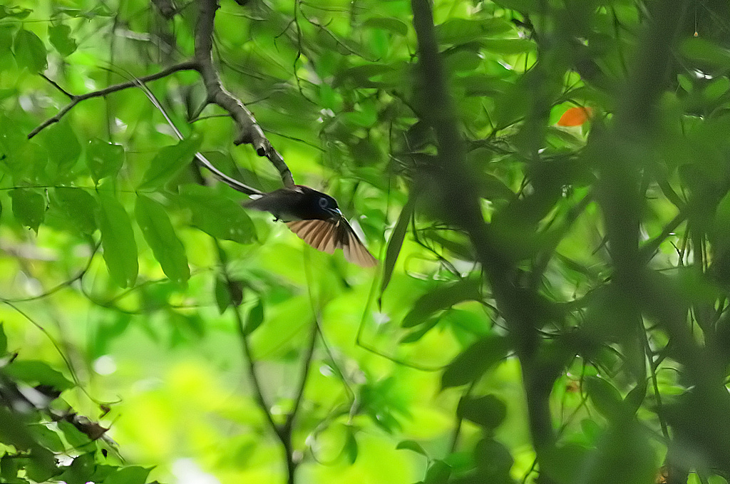 新】サンコウチョウの子育て | 鳥撮り夫婦の 野鳥 写真 ブログ ( Bird Photo & Blog by Birder Couple ) -  楽天ブログ