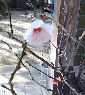 2007桜一番