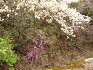 閑谷の桜とツツジ