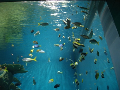 アクアス：熱帯魚