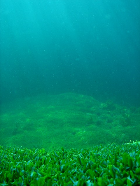 海の中の草原 | 海につつまれてみませんか？ - 楽天ブログ