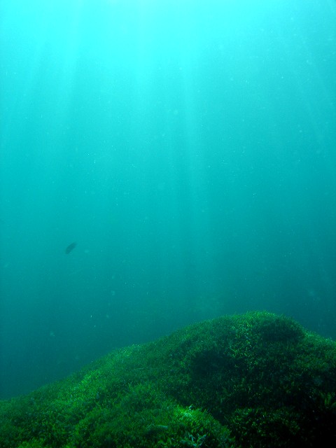 海の中の草原 | 海につつまれてみませんか？ - 楽天ブログ