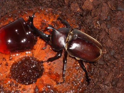 カブトムシ 20060927