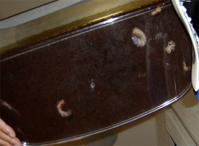 カブトムシの幼虫 20060927