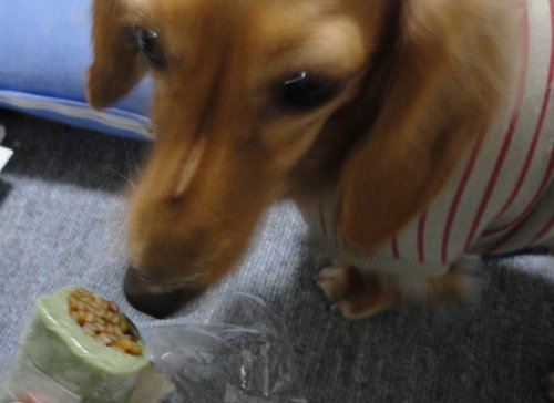ちゅるちゅるなの?お餅なの?