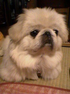 ポメラニアンとペキニーズのミックスのようにも見えますね。ラストエンペラーの最後にこんな犬を抱いたシーンがあるそうです。