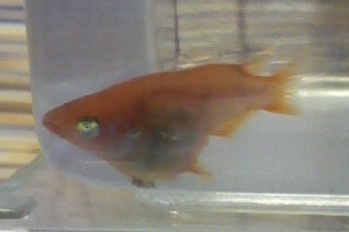 め だ か 小 屋 日 記