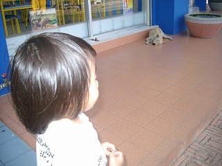 野良犬