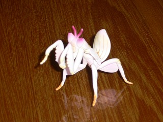 カマキリ