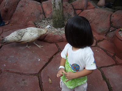 クジャク