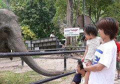象に触れる