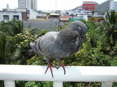 鳩