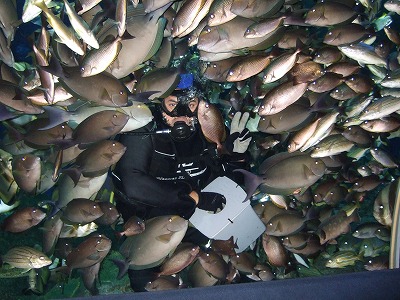 魚に囲まれたダイバー